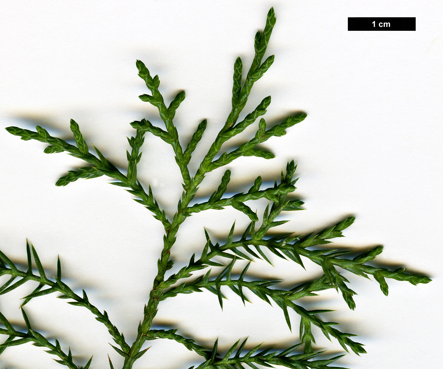 High resolution image: Family: Cupressaceae - Genus: Juniperus - Taxon: ×pfitzeriana (J.chinensis × J.sabinea)